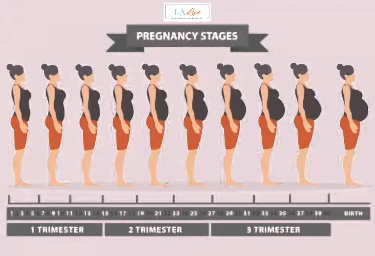 First Trimester (Weeks 1–12): Early Changes You Might Not Notice Lincoln